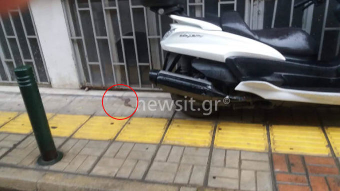 Φίδι “έκοβε βόλτες” στην Ευαγγελίστρια