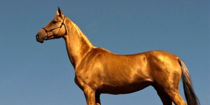 Αλογο…συνέλαβαν αστυνομικοί στο λιμάνι του Πειραιά