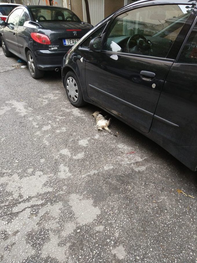 Φόλες έβαλαν άγνωστοι στο Πασαλιμάνι