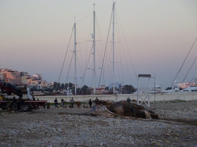 Πτεροφάλαινα ήταν η φάλαινα που βρέθηκε εχθές στη Φρεαττύδα – Από τι προήλθε ο θάνατος της?
