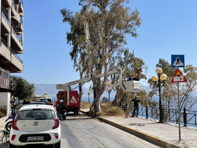 Μικρές διακοπές κυκλοφορίας στην Πειραικη λόγω υλοτομίας
