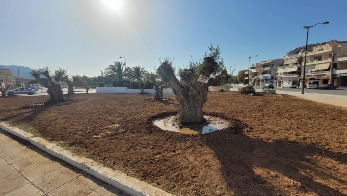 7 Υπεραιωνόβιες ελιές μεταφυτεύτηκαν στον Δήμο Σαλαμίνας