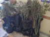 Εντοπίστηκε πλήρως εξοπλισμένο εργαστήριο κάνναβης στον Πειραιά – Δύο συλλήψεις