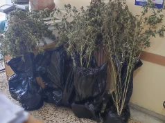 Εντοπίστηκε πλήρως εξοπλισμένο εργαστήριο κάνναβης στον Πειραιά – Δύο συλλήψεις