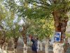 Σε εξέλιξη οι εποχικές κλαδεύσεις και οι εργασίες συντήρησης του πρασίνου στα Καμίνια και την Παλαιά Κοκκινιά από τον Δήμο Πειραιά