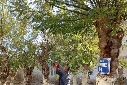Σε εξέλιξη οι εποχικές κλαδεύσεις και οι εργασίες συντήρησης του πρασίνου στα Καμίνια και την Παλαιά Κοκκινιά από τον Δήμο Πειραιά